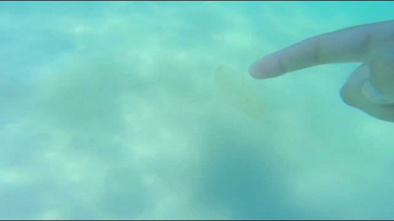 Гребневик Берое 2 смотреть онлайн