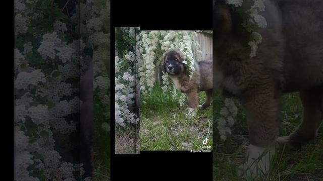 щенок кавказской овчарки смотреть онлайн