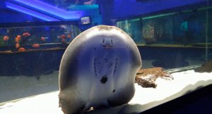 Карликовая акула в аквариуме! Акула в большом аквариуме с рыбами! Аквариумная акула!