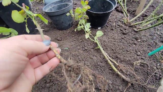 Осеннее черенкование роз ??и результат через год