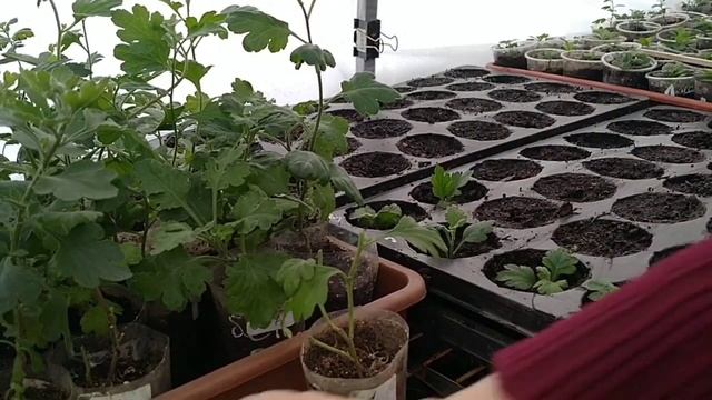 ХРИЗАНТЕМА МУЛЬТИФЛОРА ЧЕРЕНКОВАНИЕ В АПРЕЛЕ .