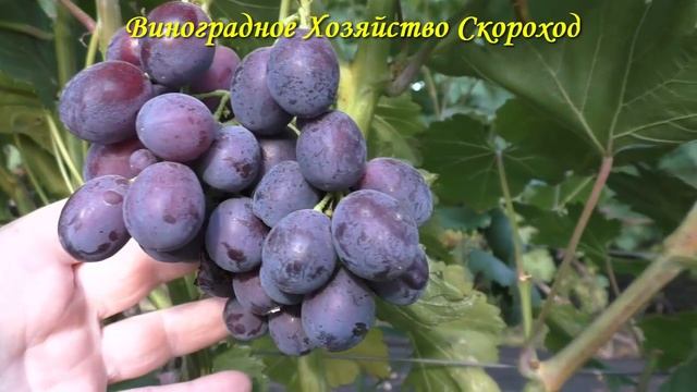 Урожай 2022. Энергодар смотреть онлайн