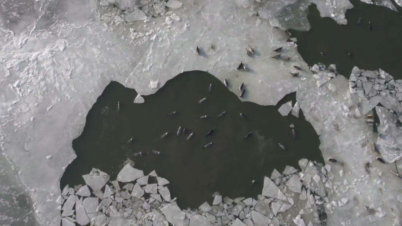 оз. Нерпичье Усть-Камчатск смотреть онлайн