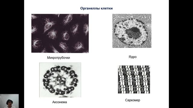 Олимпиадная биология (9-11 классы) смотреть онлайн
