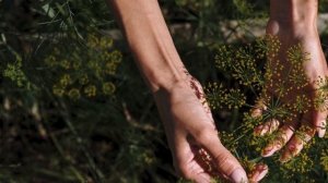 Как Применять Семена Укропа В Лечебных Целях | Всего одна ложка СЕМЯН УКРОПА и организм...