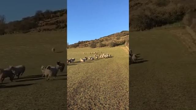 Пес пастух сгоняет большое стадо овец в загон