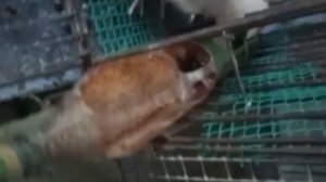 КАК ЖИВУТ НАШИ ПТИЧКИ В ДРУГИХ ХОЗЯЙСТВАХ