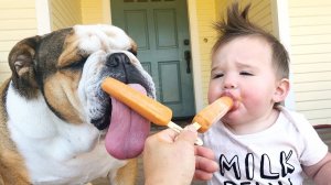 ПРИКОЛЫ С ЖИВОТНЫМИ И ДЕТЬМИ СМЕШНЫЕ МОМЕНТЫ МЕЖДУ ЖИВОТНЫМИ И ДЕТЬМИ