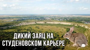 ? Дикий заяц на Студеновском карьере