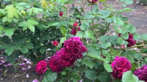 🌹 David Austin's Tradescant Rose / Ausdir