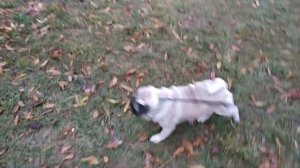 Мопс Френк.Просто утренняя прогулка🐽🍁🍂🍁🍂