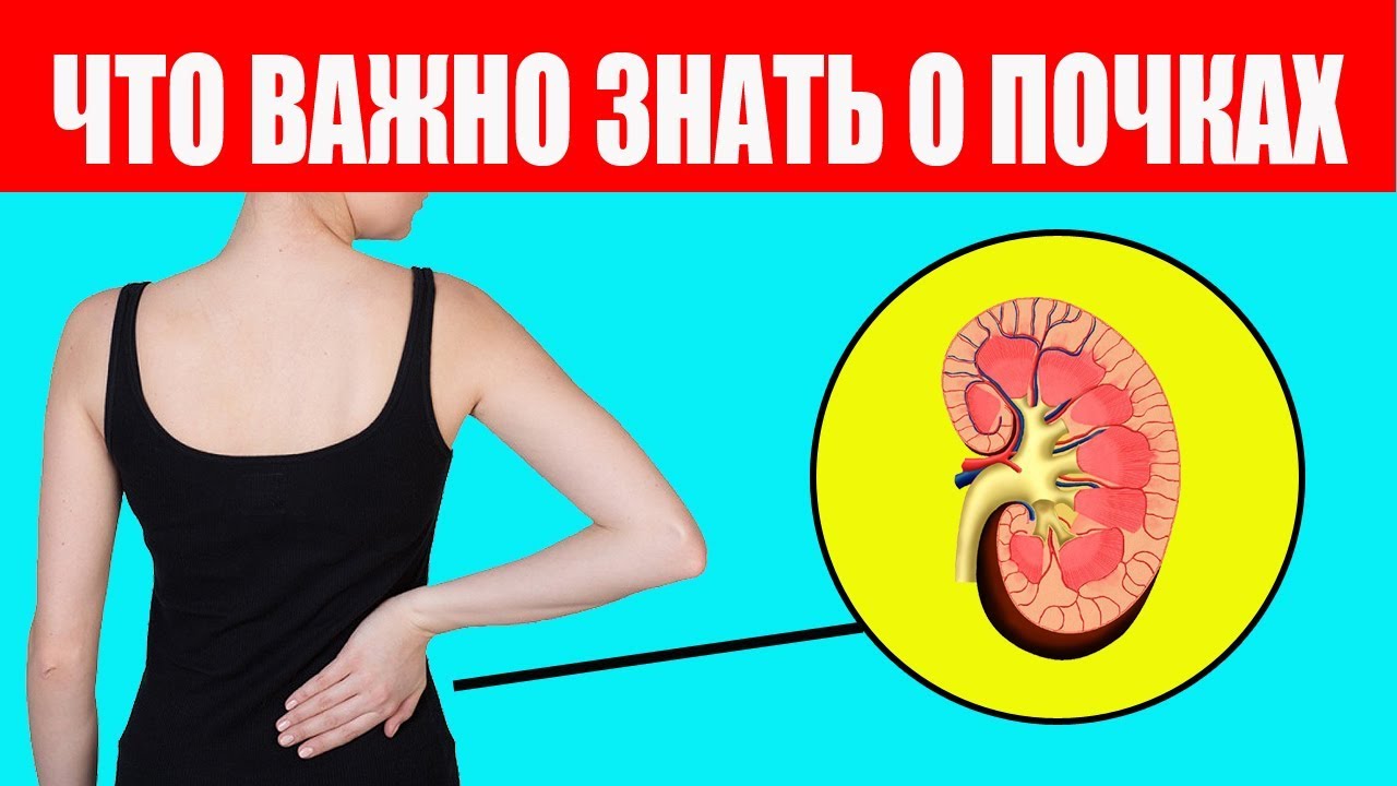 Как устроены почки и как их лечить. Как понять, что болят почки