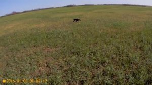 Курцхаар. Тренировка подачи и поиска