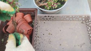 Лучший способ обработки новых растений от болезней и вредителей