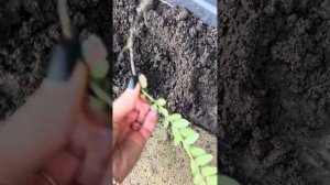 Размножение жимолости шапочной 2 способа!