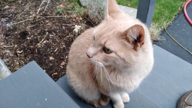 Evening sounds with cat (git) birds смотреть онлайн