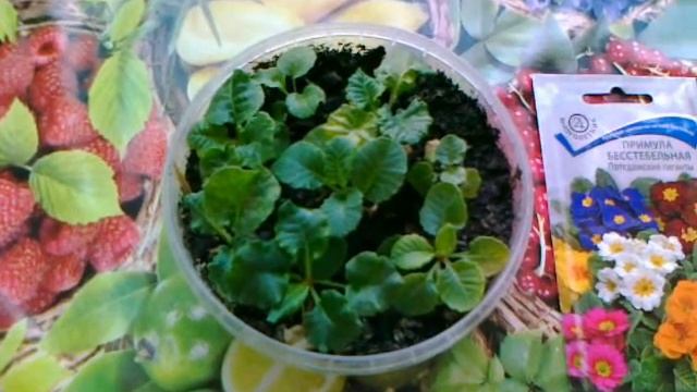 Примула. Некоторые нюансы выращивания из семян.