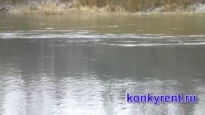 Загрязнение реки Бердь. Искитим