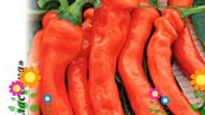 Перец острый Бараний рог. Краткий обзор, описание характеристик, где купить семена cápsicum ánnuum