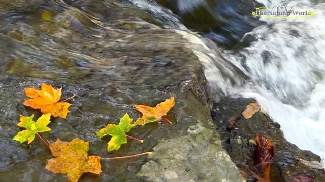 Super SLOW MOTION in 4K _Отражение листьев в воде. Золото осени.