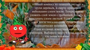 БОРОВИКИ НА ДАЧЕ! В ЧЁМ ТРУДНОСТЬ ПОСАДКИ?