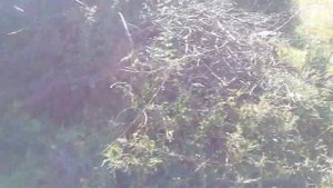 Алтайский край, с. Целинное.