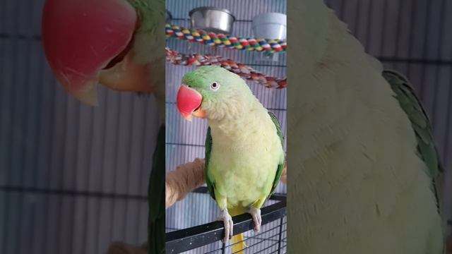 Говорящий попугай. Александрийский попугай. Ну давай! Че давать???
