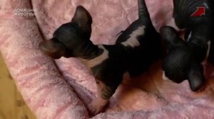 Смена логотипа на обычный Домашние животные (25.01.2023)