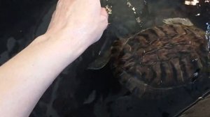 Разговоры о Красноухой черепахе Мане. Особенности содержания красноушек. Черепаха домашнее животное