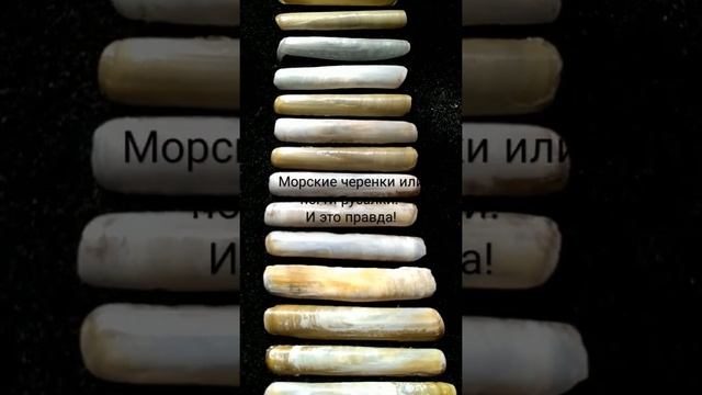 Морские черенки или ногти русалки. Так называют этих морских моллюсков. смотреть онлайн