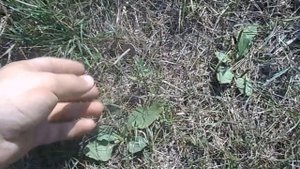 Поиск перспективных мест для копа. Выпуск №4 в поисках золота.