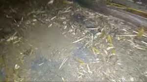 Покупка молодых нутрий. Разведение, содержание нутрий.