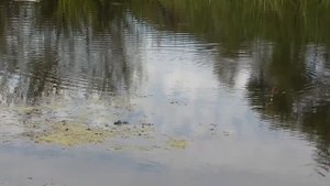 За линём. Бешеный клёв линя. Экземпляры радуют. Рыбалка онлайн