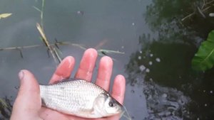 Ловля РАКОВ на раколовки зонтик! ТЕСТ:сушённая рыба VS свежая рыба.