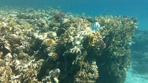 Шарм аль Шейх. Красота Красного моря.