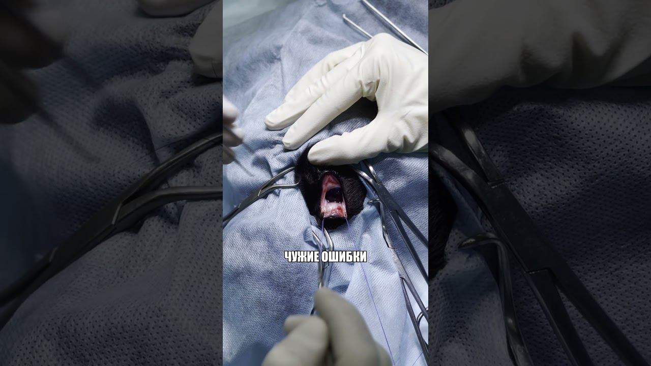 Пластика третьего века у кане-корсо #третьевеко #пролапс #жесть #пролапсслёзнойжелезы смотреть онлайн