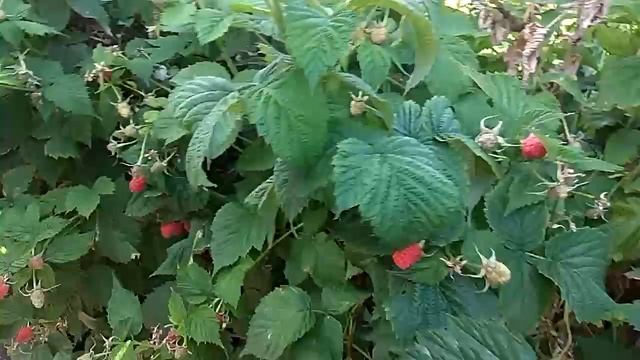 Стабильно высокий урожай, Малиновое дерево на шпалере.