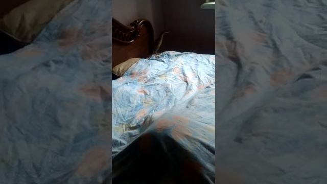 Малая выпь (волчок) смотреть онлайн