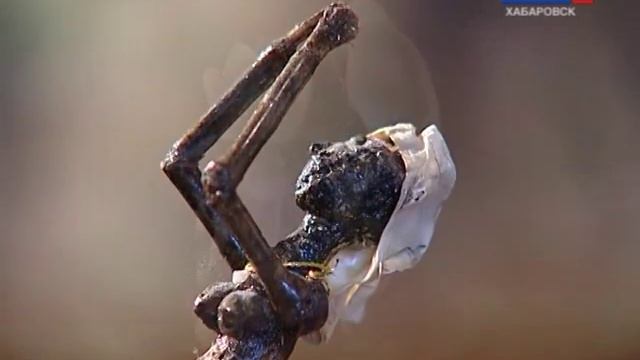 Вести-Хабаровск. Поделки из ракушки смотреть онлайн