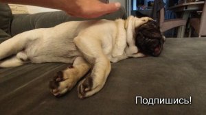 МОПС музыкально ХРАПИТ !!! Как спят собаки? Мопс собака!