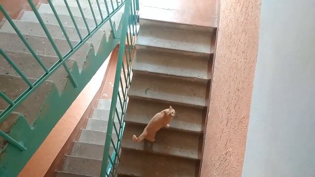 КАК РАДУЕТСЯ КОТИК РЫЖИК! ?/Весёлый котик Рыжик.