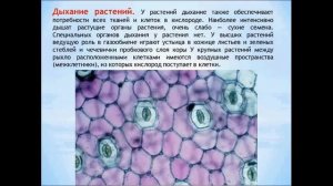 Дыхание растений и животных. Биология 6 класс