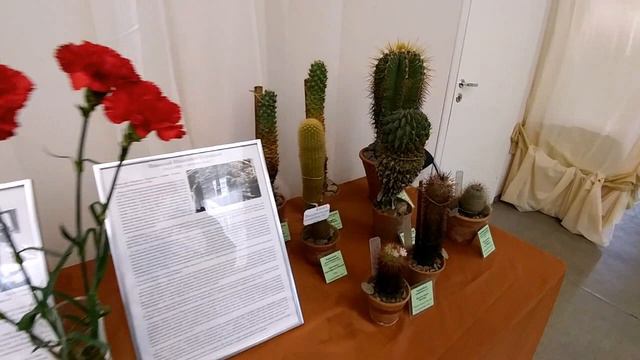 Фестиваль Ленинградские кактусы смотреть онлайн