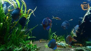 Дискусы в аквариуме 4К. Растительный аквариум. Видео для сна (16+)