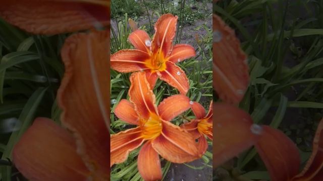 daylilies blooming