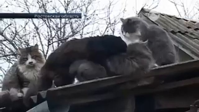 Перед Законом Все Равны смотреть онлайн