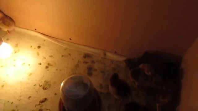 Чем кормить суточных цыплят?Кучинские Юбилейные цыплята смотреть онлайн