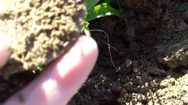 Breast plate & pocket watch from the field- whites MXT смотреть онлайн