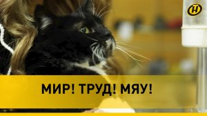 Необычная история кота Василия: сначала работал с кассой, а потом стал охранником