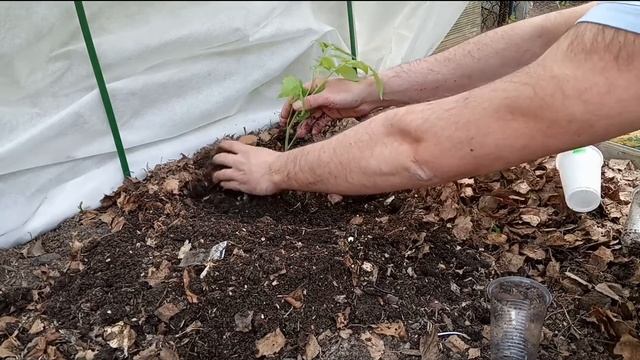 Томаты/Высадка томатов по 2 корня в лунку/Как сажать томаты смотреть онлайн